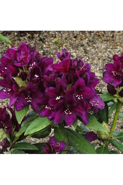 Полив Rhododendron Polarnacht